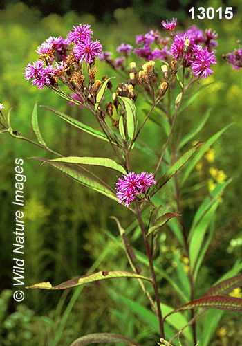 Tall Ironweed (Vernonia gigantea)